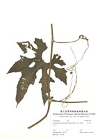 藏品(師古草)的圖片